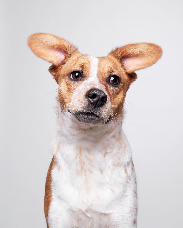 I Took Wholesome Portraits Of 15 Rescue Dogs, And Here&#8217;s The Result