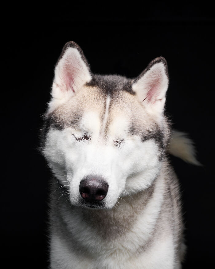 I Took Wholesome Portraits Of 15 Rescue Dogs, And Here&#8217;s The Result