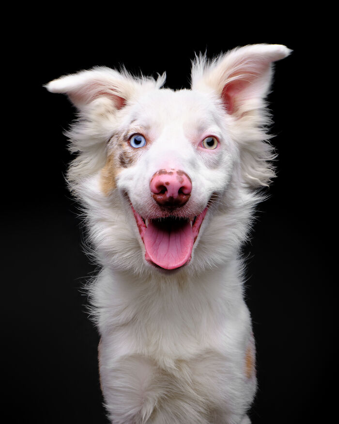 I Took Wholesome Portraits Of 15 Rescue Dogs, And Here&#8217;s The Result