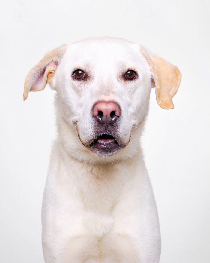 I Took Wholesome Portraits Of 15 Rescue Dogs, And Here&#8217;s The Result