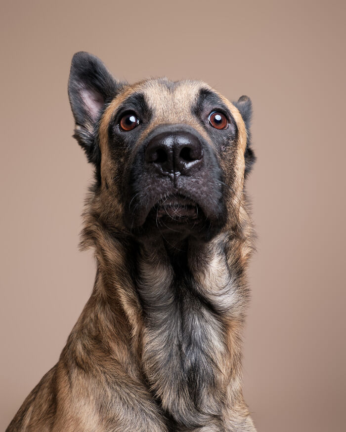 I Took Wholesome Portraits Of 15 Rescue Dogs, And Here&#8217;s The Result