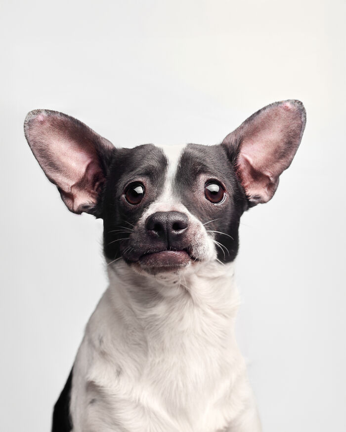 I Took Wholesome Portraits Of 15 Rescue Dogs, And Here&#8217;s The Result