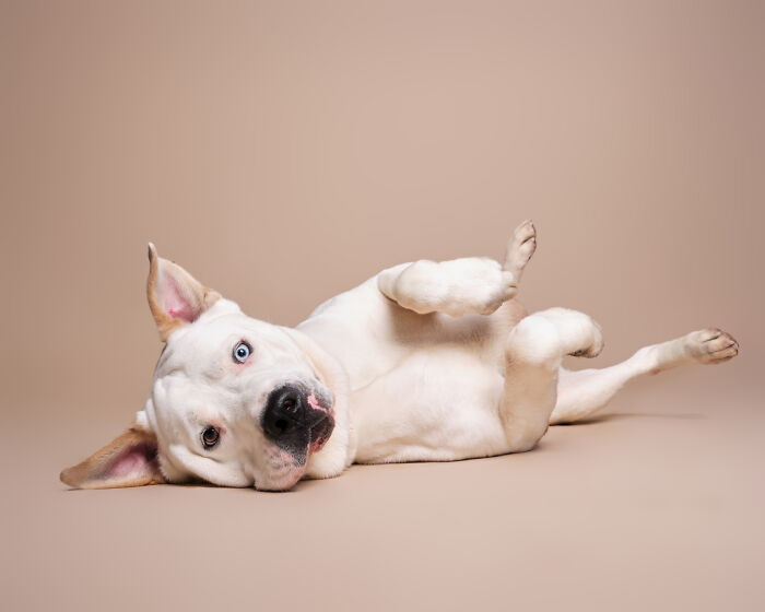 I Took Wholesome Portraits Of 15 Rescue Dogs, And Here&#8217;s The Result