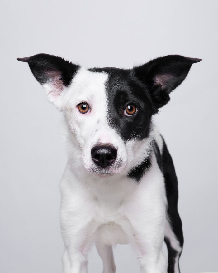 I Took Wholesome Portraits Of 15 Rescue Dogs, And Here&#8217;s The Result