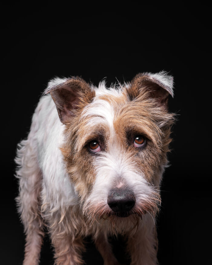 I Took Wholesome Portraits Of 15 Rescue Dogs, And Here&#8217;s The Result