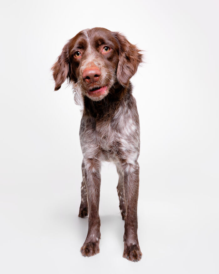 I Took Wholesome Portraits Of 15 Rescue Dogs, And Here&#8217;s The Result