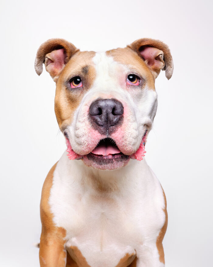 I Took Wholesome Portraits Of 15 Rescue Dogs, And Here&#8217;s The Result
