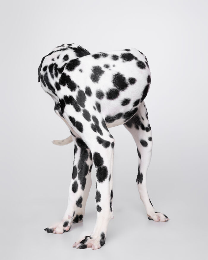 I Took Wholesome Portraits Of 15 Rescue Dogs, And Here&#8217;s The Result