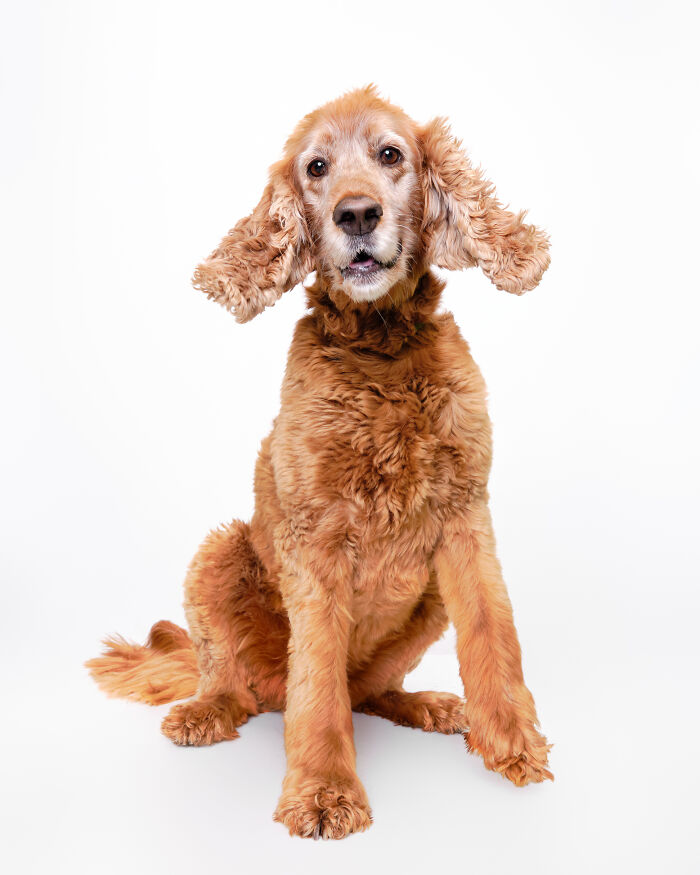 I Took Wholesome Portraits Of 15 Rescue Dogs, And Here&#8217;s The Result