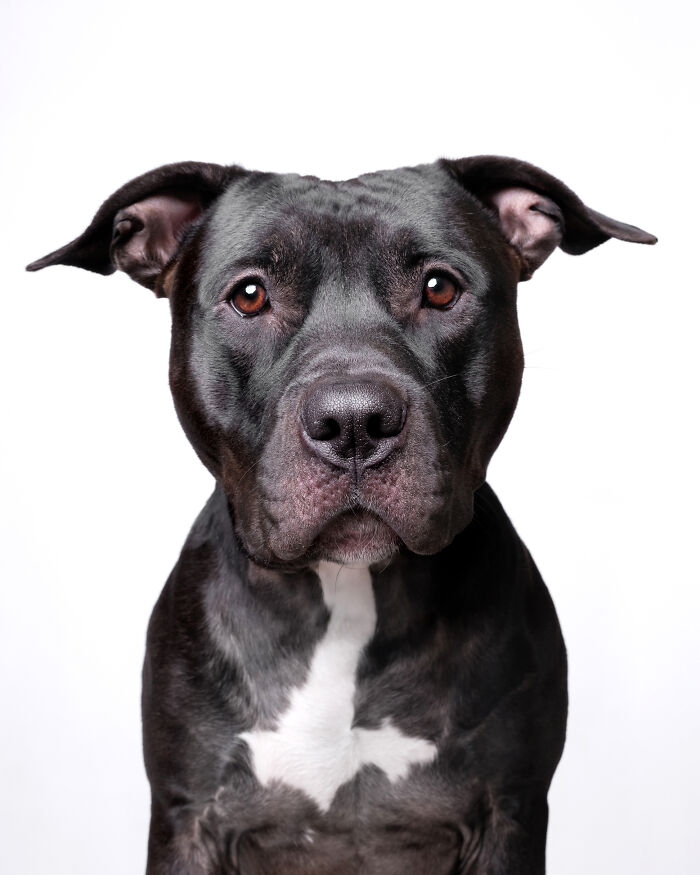 I Took Wholesome Portraits Of 15 Rescue Dogs, And Here&#8217;s The Result