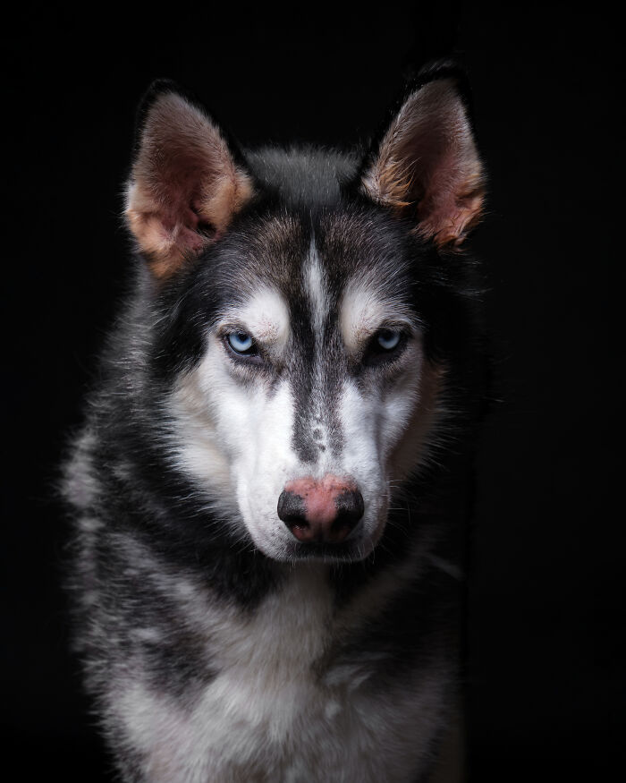 I Took Wholesome Portraits Of 15 Rescue Dogs, And Here&#8217;s The Result