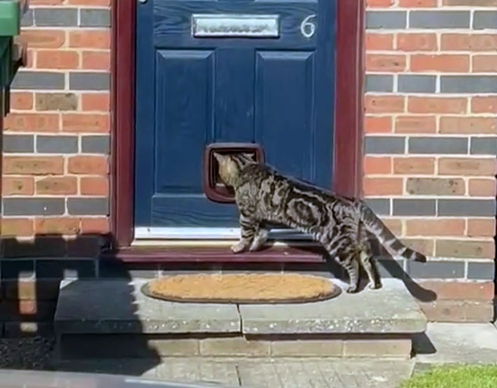 Handyman Installs New Cat Flap, Sends Customer Video, Gets Hilarious Response