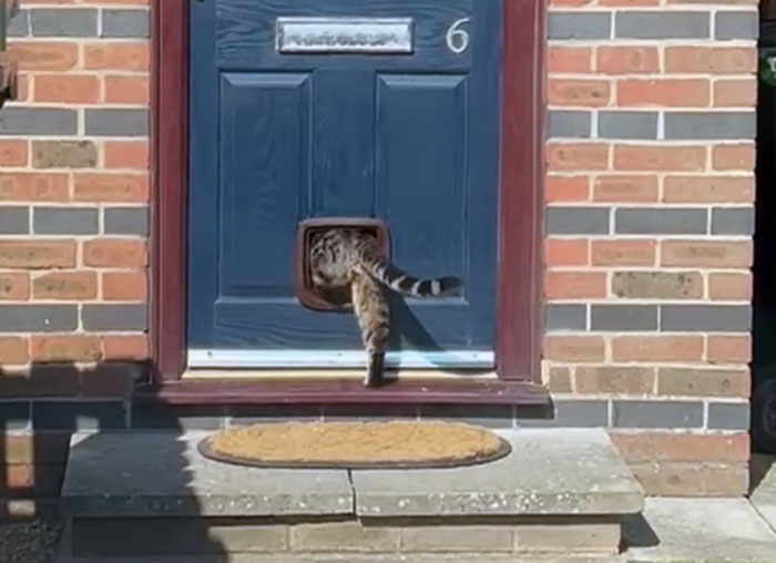 Handyman Installs New Cat Flap, Sends Customer Video, Gets Hilarious Response