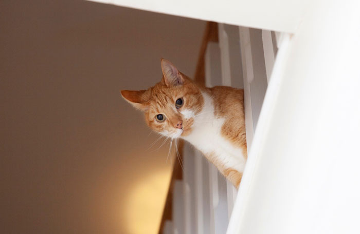Handyman Installs New Cat Flap, Sends Customer Video, Gets Hilarious Response
