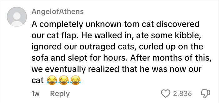 Handyman Installs New Cat Flap, Sends Customer Video, Gets Hilarious Response