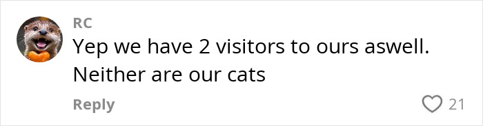Handyman Installs New Cat Flap, Sends Customer Video, Gets Hilarious Response