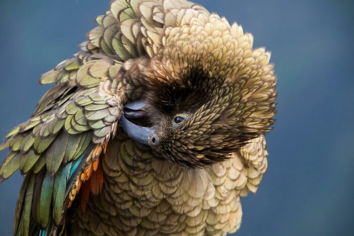 From Wild To Mild: 10 Untamed Animals With Pet-Like Behaviors