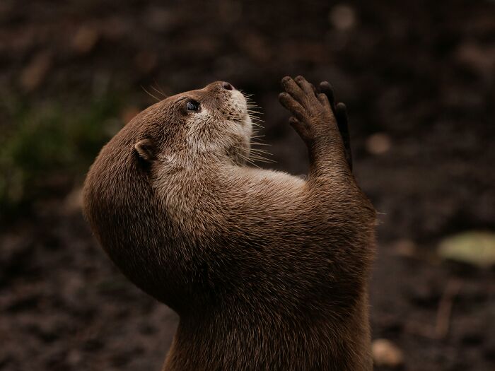 From Wild To Mild: 10 Untamed Animals With Pet-Like Behaviors