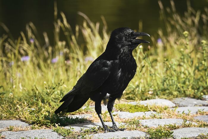From Wild To Mild: 10 Untamed Animals With Pet-Like Behaviors