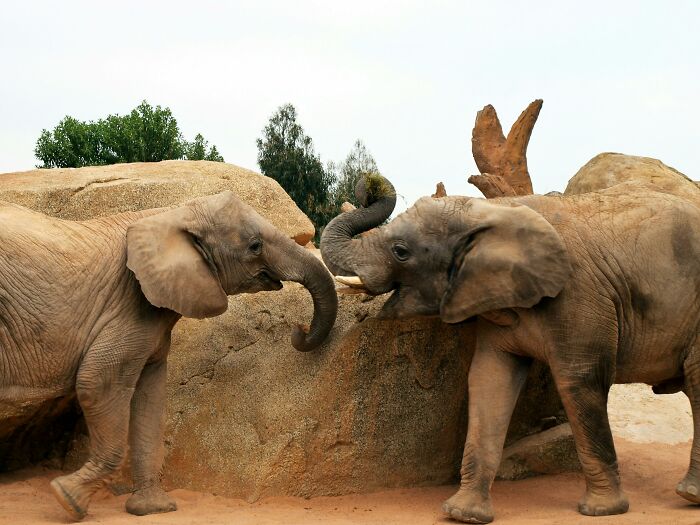 From Wild To Mild: 10 Untamed Animals With Pet-Like Behaviors