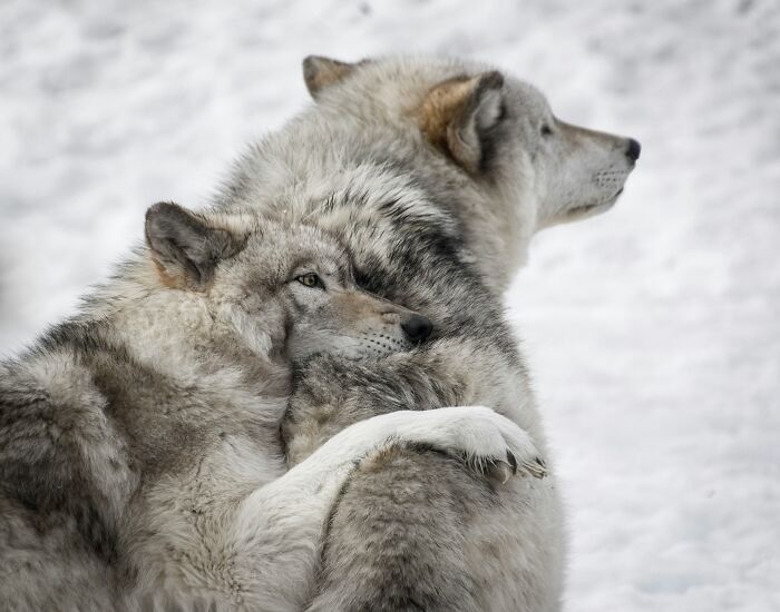 From Wild To Mild: 10 Untamed Animals With Pet-Like Behaviors