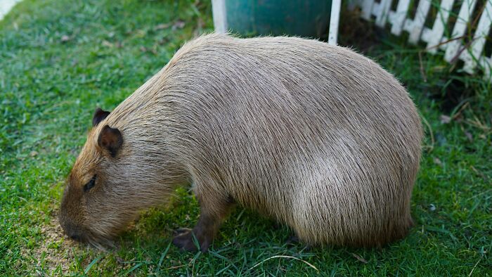 From Wild To Mild: 10 Untamed Animals With Pet-Like Behaviors
