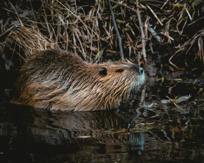 From Wild To Mild: 10 Untamed Animals With Pet-Like Behaviors
