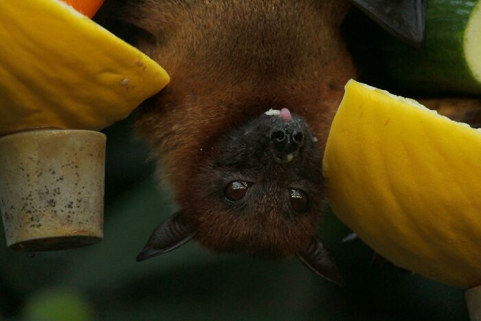 From Wild To Mild: 10 Untamed Animals With Pet-Like Behaviors