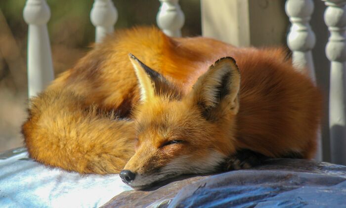 From Wild To Mild: 10 Untamed Animals With Pet-Like Behaviors