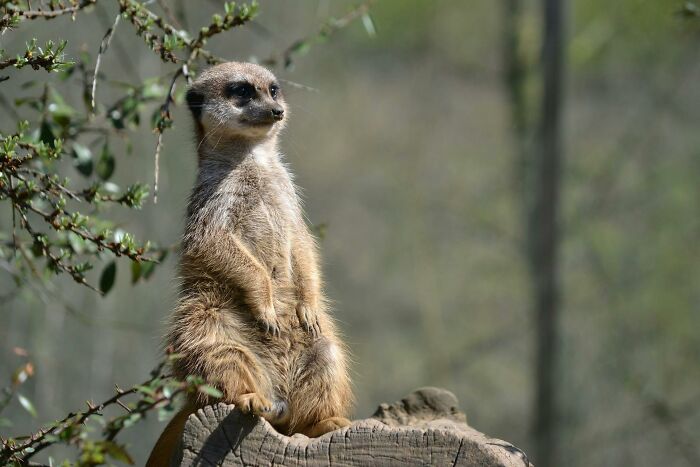 From Wild To Mild: 10 Untamed Animals With Pet-Like Behaviors