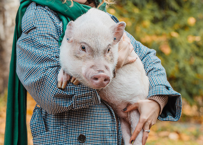 Mom Of The Bride Told She Can’t Bring Her Pet Pig To The Wedding, Does It Anyway And Ruins It