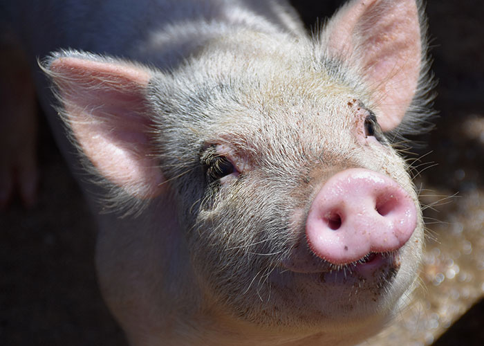 Mom Of The Bride Told She Can’t Bring Her Pet Pig To The Wedding, Does It Anyway And Ruins It