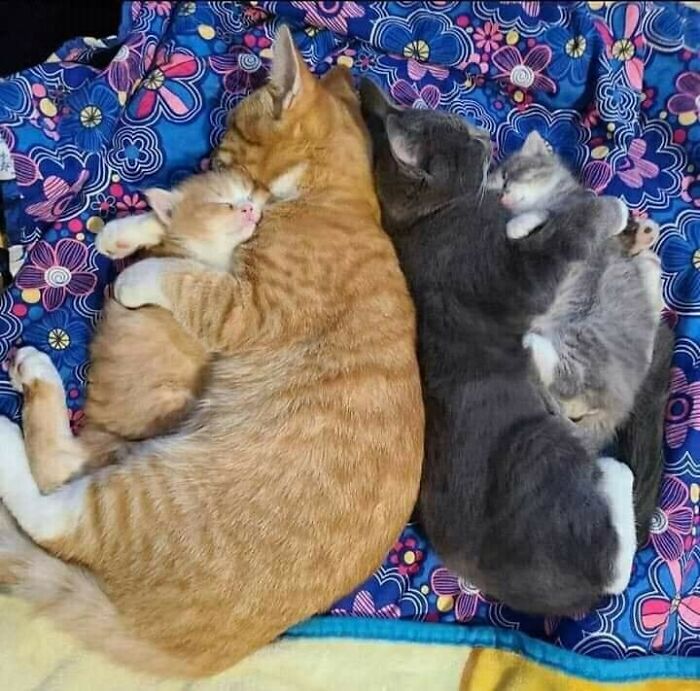 37 Hilarious Cat Moments Caught On Camera, As Shared By “Important Animal Images” (New Pics)