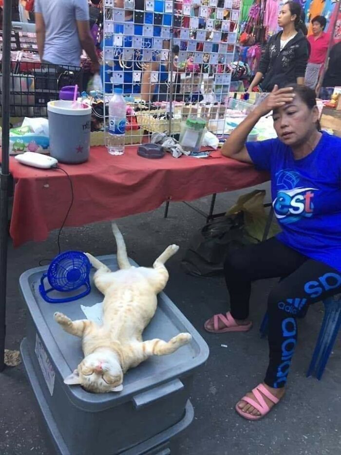 37 Hilarious Cat Moments Caught On Camera, As Shared By “Important Animal Images” (New Pics)