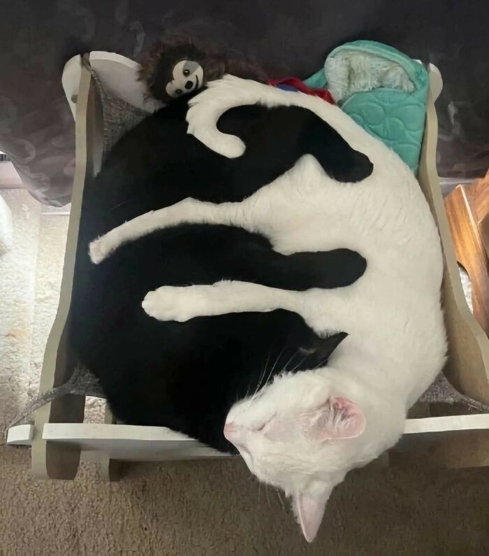 37 Hilarious Cat Moments Caught On Camera, As Shared By “Important Animal Images” (New Pics)