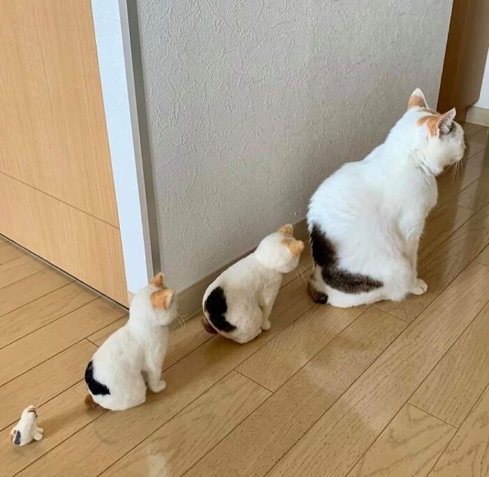 37 Hilarious Cat Moments Caught On Camera, As Shared By “Important Animal Images” (New Pics)