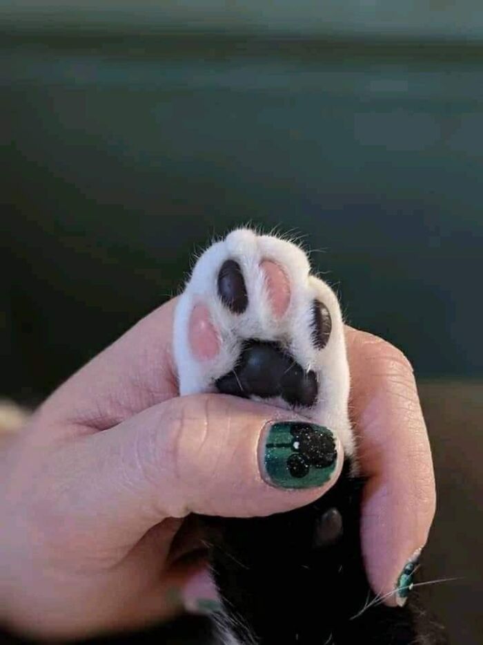 37 Hilarious Cat Moments Caught On Camera, As Shared By “Important Animal Images” (New Pics)