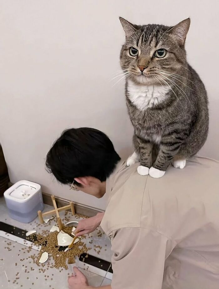 37 Hilarious Cat Moments Caught On Camera, As Shared By “Important Animal Images” (New Pics)