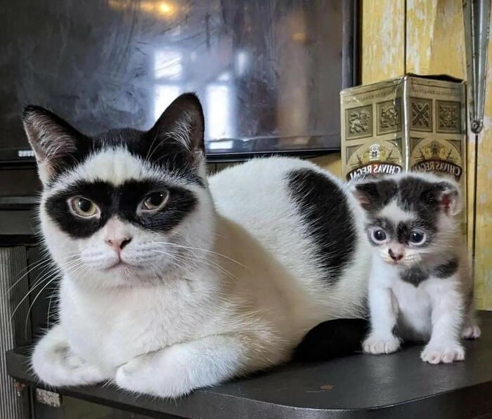 37 Hilarious Cat Moments Caught On Camera, As Shared By “Important Animal Images” (New Pics)