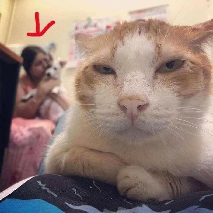 37 Hilarious Cat Moments Caught On Camera, As Shared By “Important Animal Images” (New Pics)