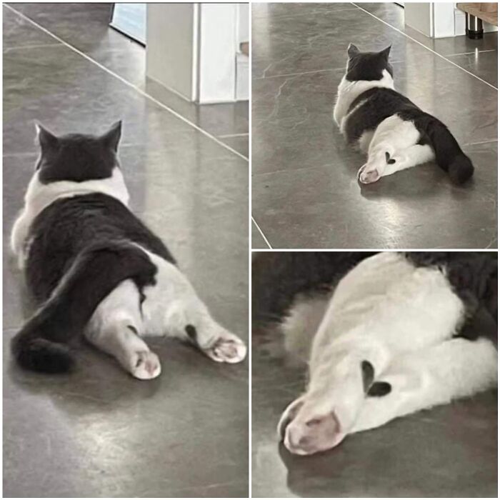 37 Hilarious Cat Moments Caught On Camera, As Shared By “Important Animal Images” (New Pics)