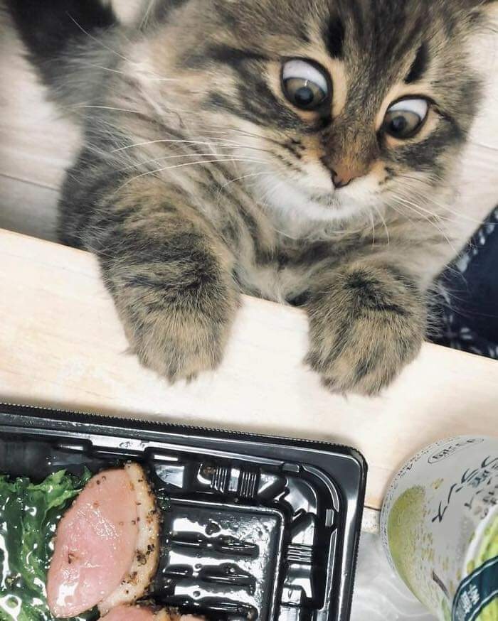 37 Hilarious Cat Moments Caught On Camera, As Shared By “Important Animal Images” (New Pics)
