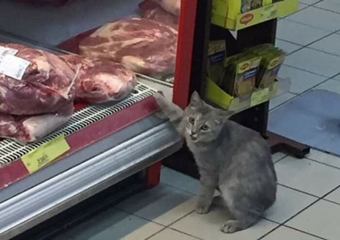 37 Hilarious Cat Moments Caught On Camera, As Shared By “Important Animal Images” (New Pics)