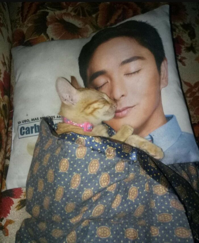 37 Hilarious Cat Moments Caught On Camera, As Shared By “Important Animal Images” (New Pics)