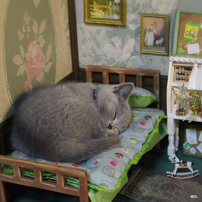 37 Hilarious Cat Moments Caught On Camera, As Shared By “Important Animal Images” (New Pics)