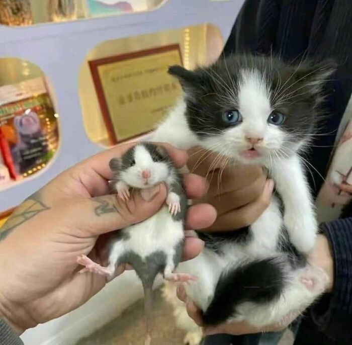 37 Hilarious Cat Moments Caught On Camera, As Shared By “Important Animal Images” (New Pics)