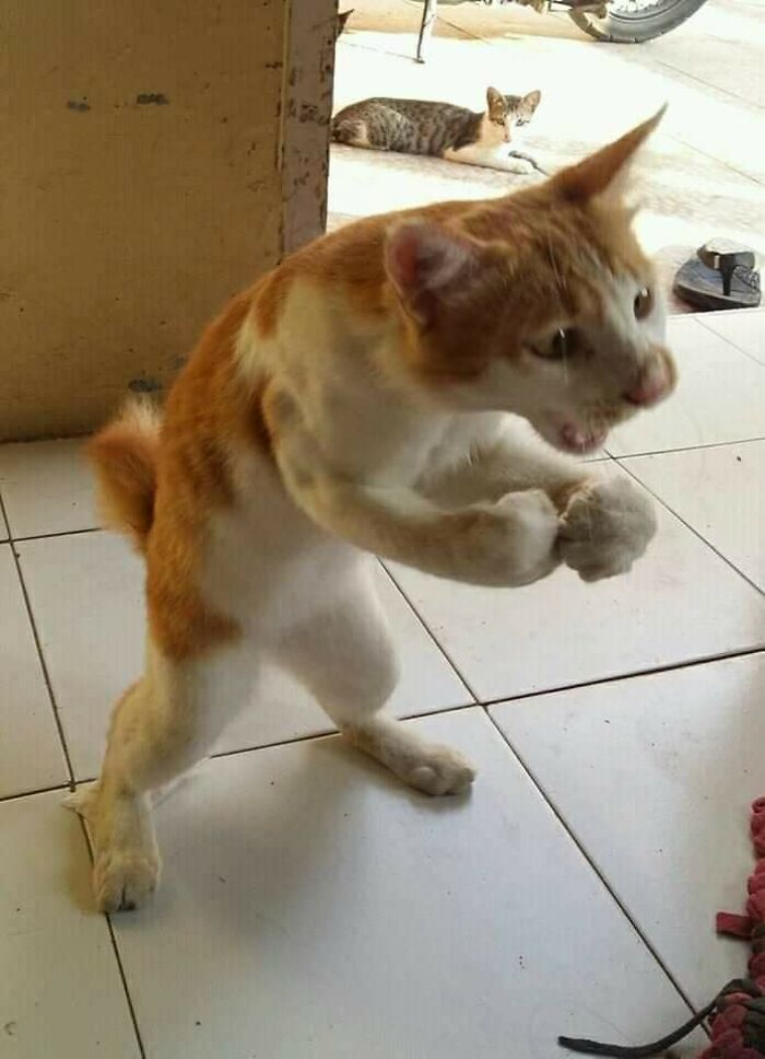 37 Hilarious Cat Moments Caught On Camera, As Shared By “Important Animal Images” (New Pics)