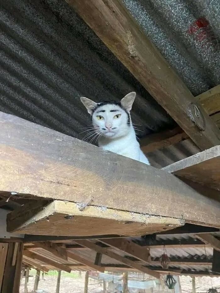 37 Hilarious Cat Moments Caught On Camera, As Shared By “Important Animal Images” (New Pics)
