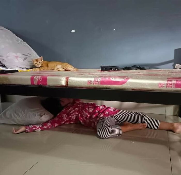 37 Hilarious Cat Moments Caught On Camera, As Shared By “Important Animal Images” (New Pics)