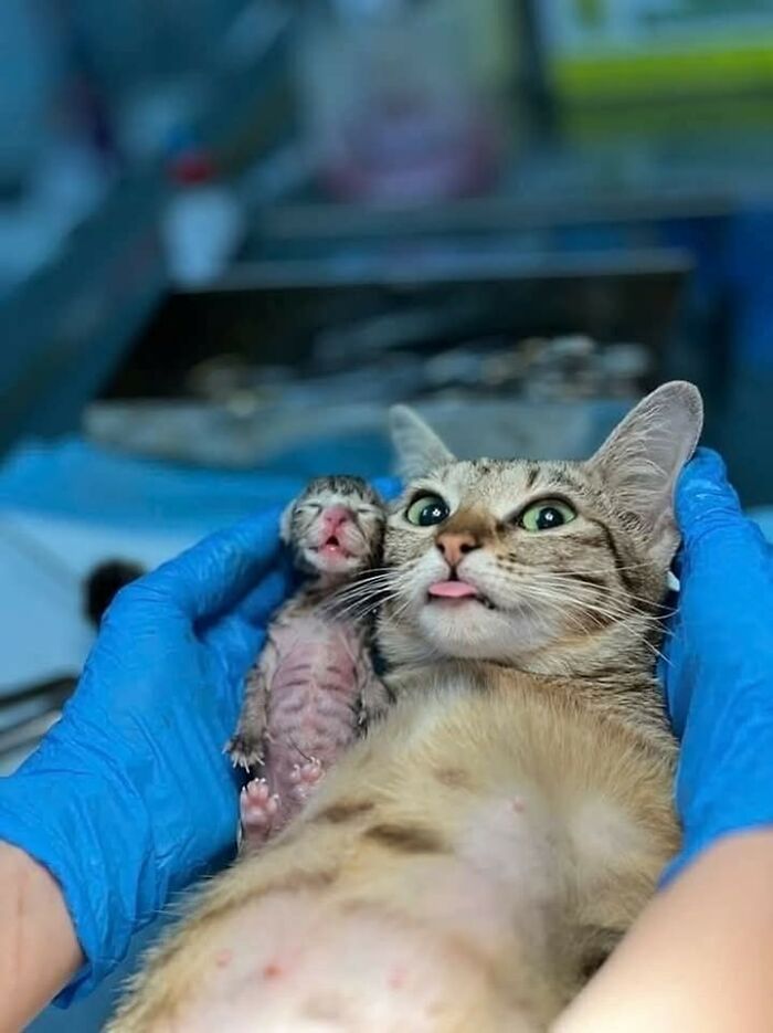 37 Hilarious Cat Moments Caught On Camera, As Shared By “Important Animal Images” (New Pics)